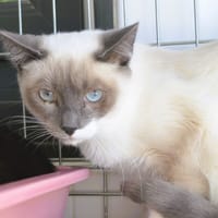 Hera CAB6277, chatte à adopter
