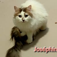 JOSEPHINE, chatte à adopter