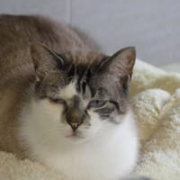 PILGRIS, chat à adopter