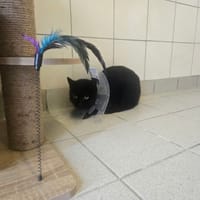 CALYPSO, chatte à adopter