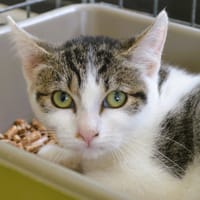 Aimy CAB6356, chatte à adopter