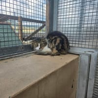 ECLYPSE, chat à adopter