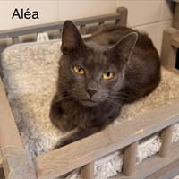Alea, chatte à adopter