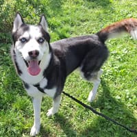 THANOS, chien à adopter