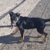 Orange, chienne à adopter