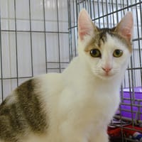 Elya CAB6357, chatte à adopter
