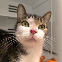 AIKO, chat à adopter