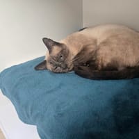 JARVIS, chat à adopter