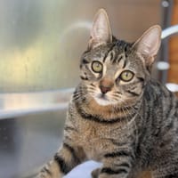 Truite, chatte à adopter