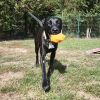 EVY PAA24451, chienne à adopter