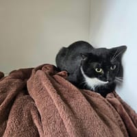 JUPITER, chat à adopter