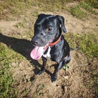 PIM, chien à adopter