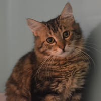 Hamich Cab6275, chat à adopter