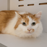 FIGARO, chat à adopter