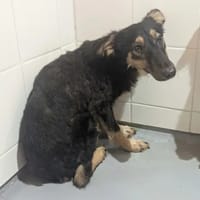Pepper, chienne à adopter
