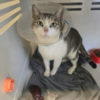 ELAINE, chatte à adopter