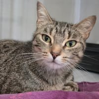 Perle, chatte à adopter