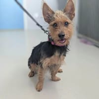 SCOOBY, chien à adopter