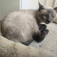 PHOENIX, chat à adopter