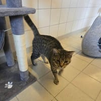 CAT, chat à adopter