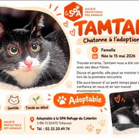 TAMTAM, chatte à adopter