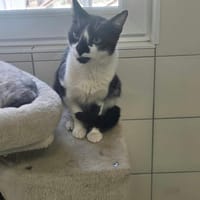 BILLY, chat à adopter