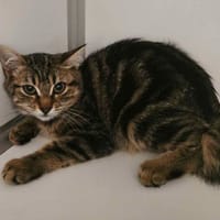 WHOOPY, chatte à adopter