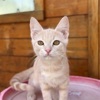 Bourgeon, chat à adopter