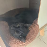 NAOS, chat à adopter
