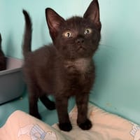 CHIKEN (en cours d'adoption), chat à adopter