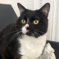 ZORAN, chat à adopter
