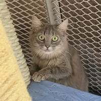 VITALY, chatte à adopter