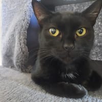 NOOKA, chatte à adopter