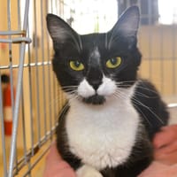 Elinor Cab6266, chatte à adopter