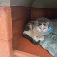 MULAN, chatte à adopter