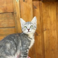Bruyere, chatte à adopter