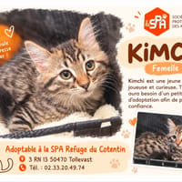 KIMCHI, chatte à adopter