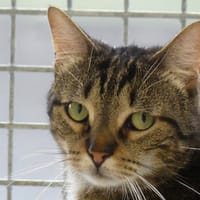 NOUPS, chat à adopter