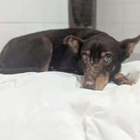 Pierre-jean, chien à adopter