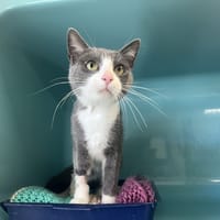 BLUBEL, chat à adopter
