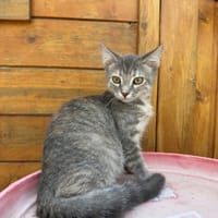 Bourrasque, chatte à adopter