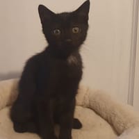 Willow, chat à adopter