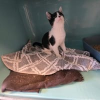 JEAN, chat à adopter