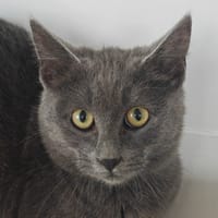 Diano, chat à adopter