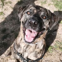 Shiro PAA24455, chien à adopter