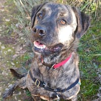 Shiro PAA24455, chien à adopter
