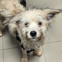LISA, chienne à adopter