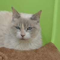 HAMONRA, chatte à adopter