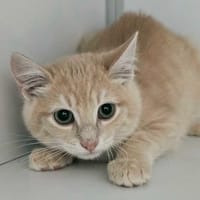 VINNY, chat à adopter