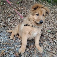 gandja, chien à adopter